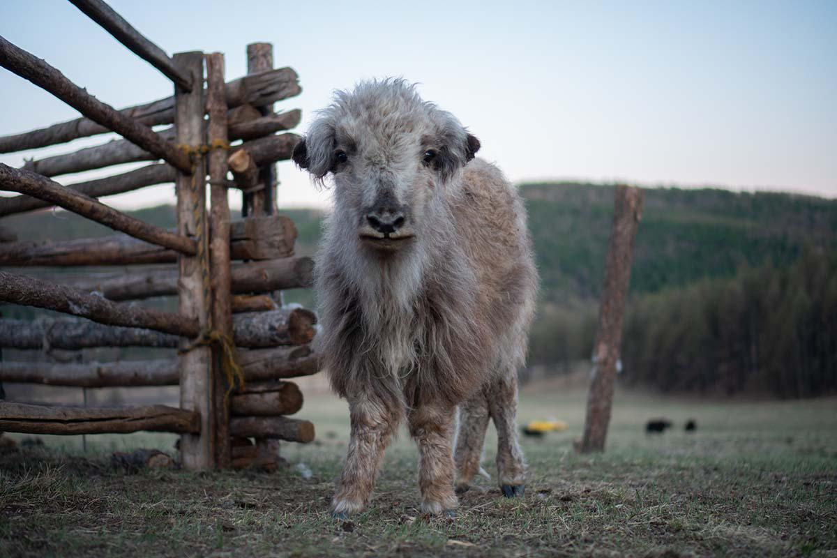 Mongolian Baby Yak Wool Knitting Yarn