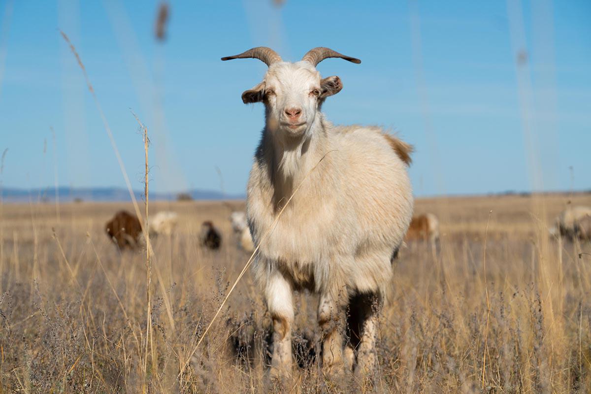 Mongolian Cashmere Knitting Yarn