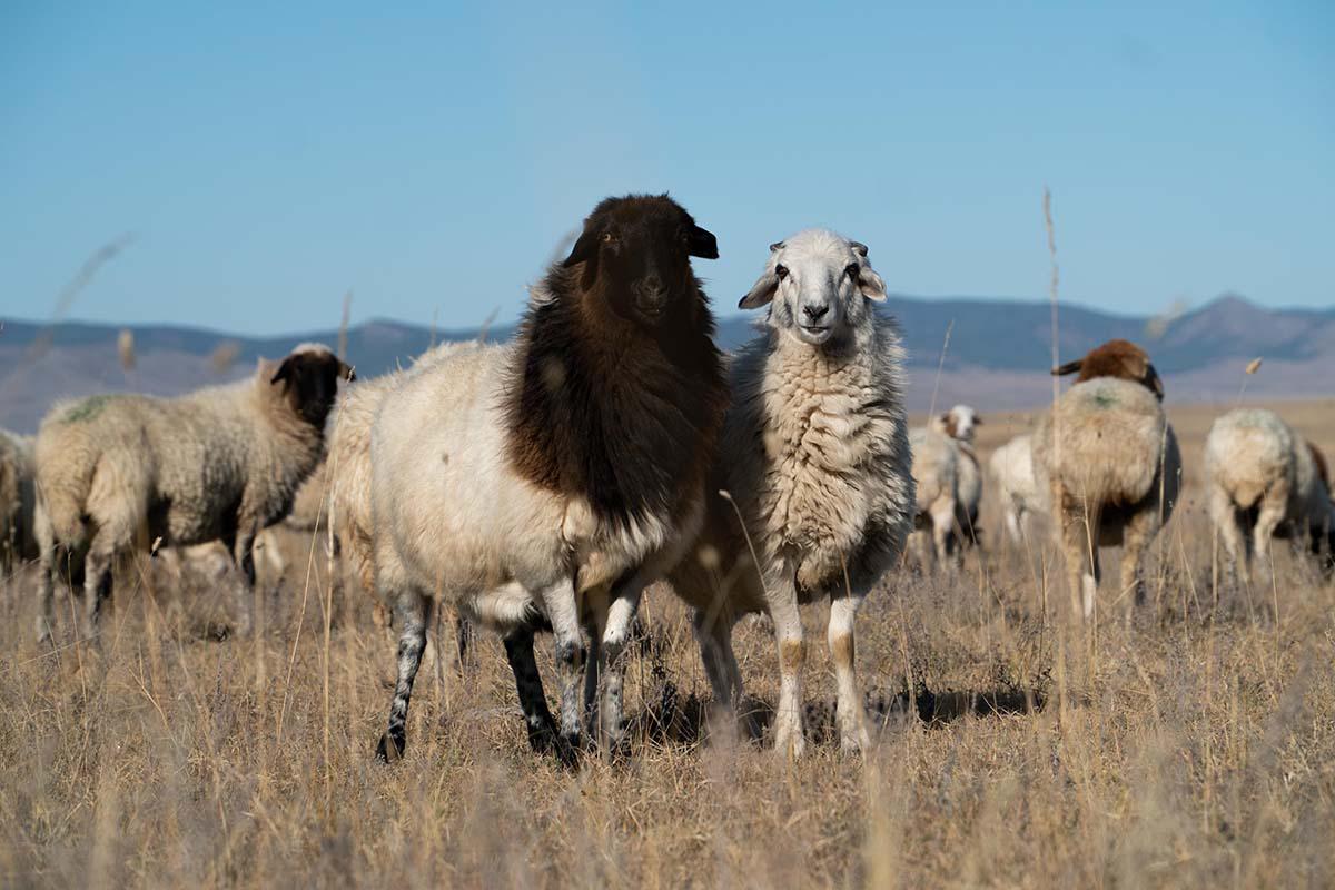 Sheep Wool and Cashmere Blend Knitting Yarns